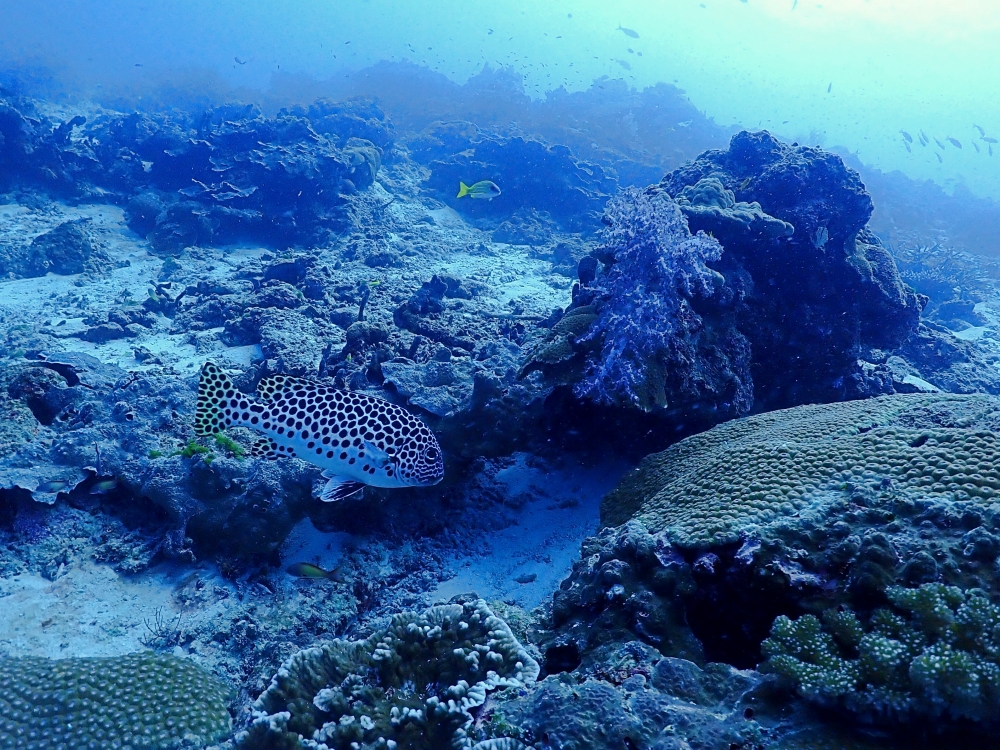 シミラン諸島でファンダイビング