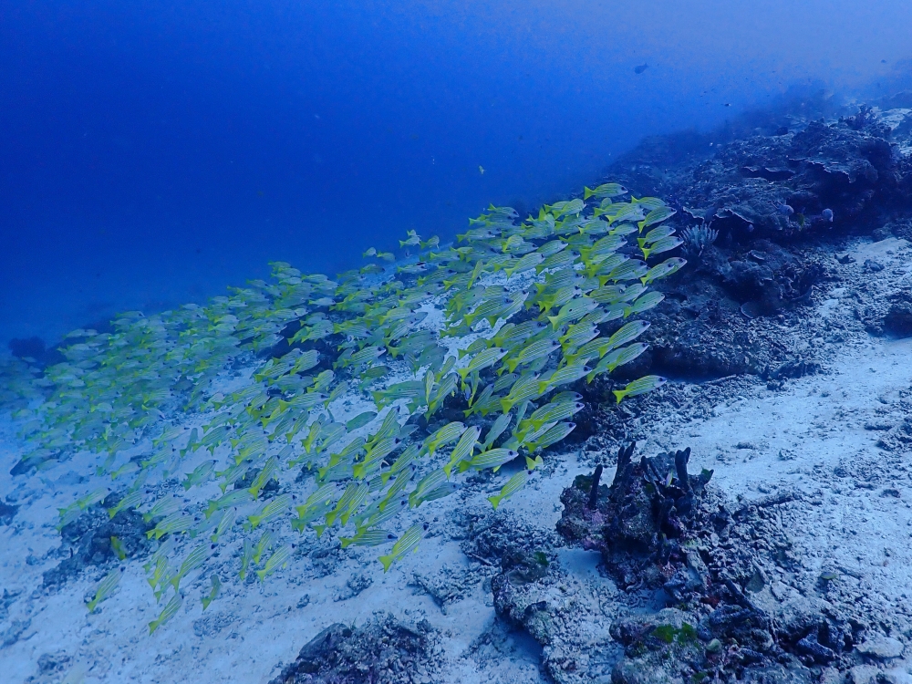 シミラン諸島でファンダイビング