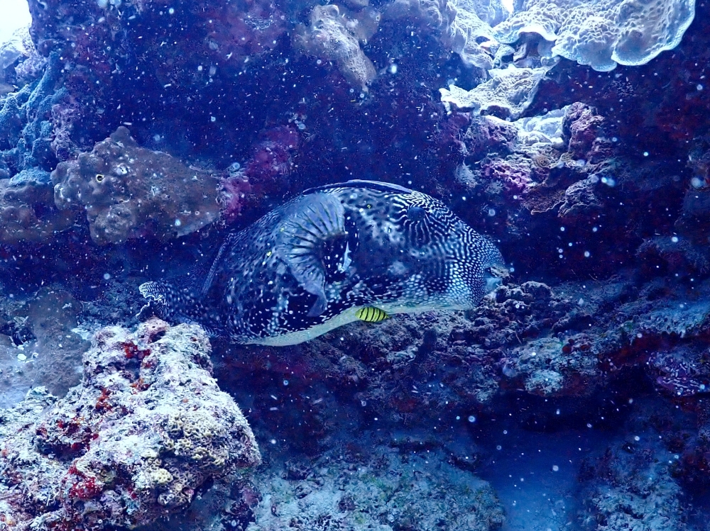 シミラン諸島でファンダイビング