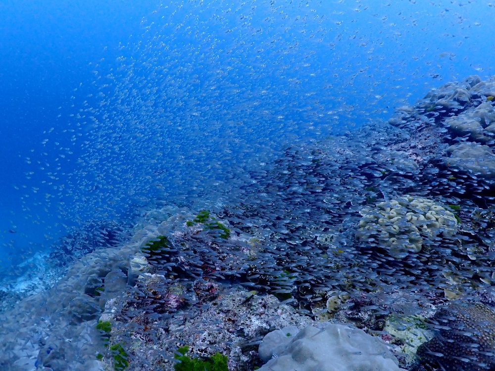 シミラン諸島でファンダイビング