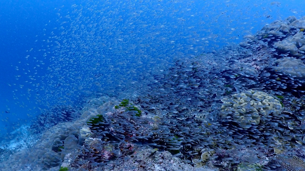 シミラン諸島でファンダイビング