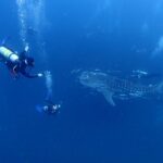 タオ島のダイビングシーン