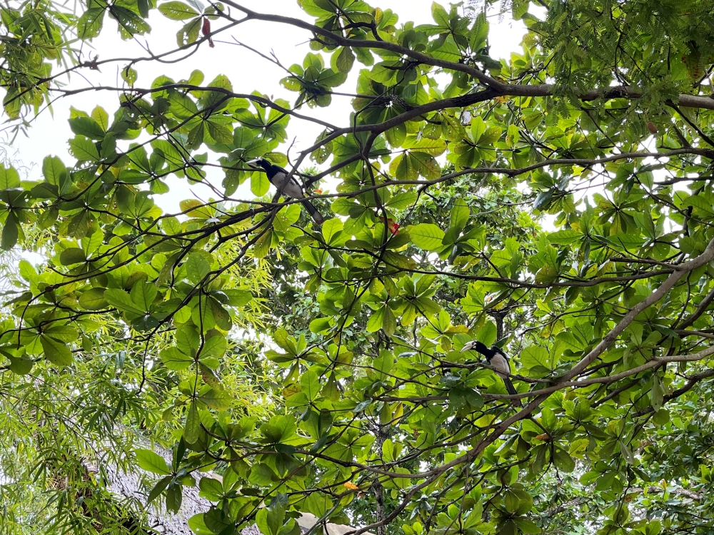 プーケットの近場離島バナナビーチでシュノーケリング