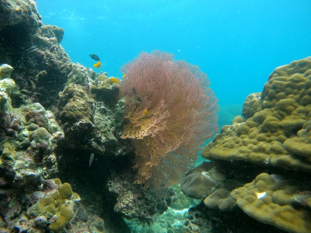 プーケットの近場離島バナナビーチでシュノーケリング