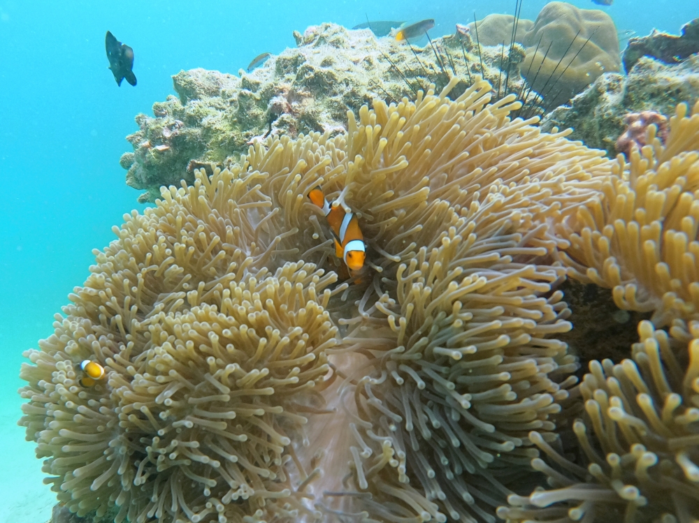 プーケットの近場離島バナナビーチでシュノーケリング