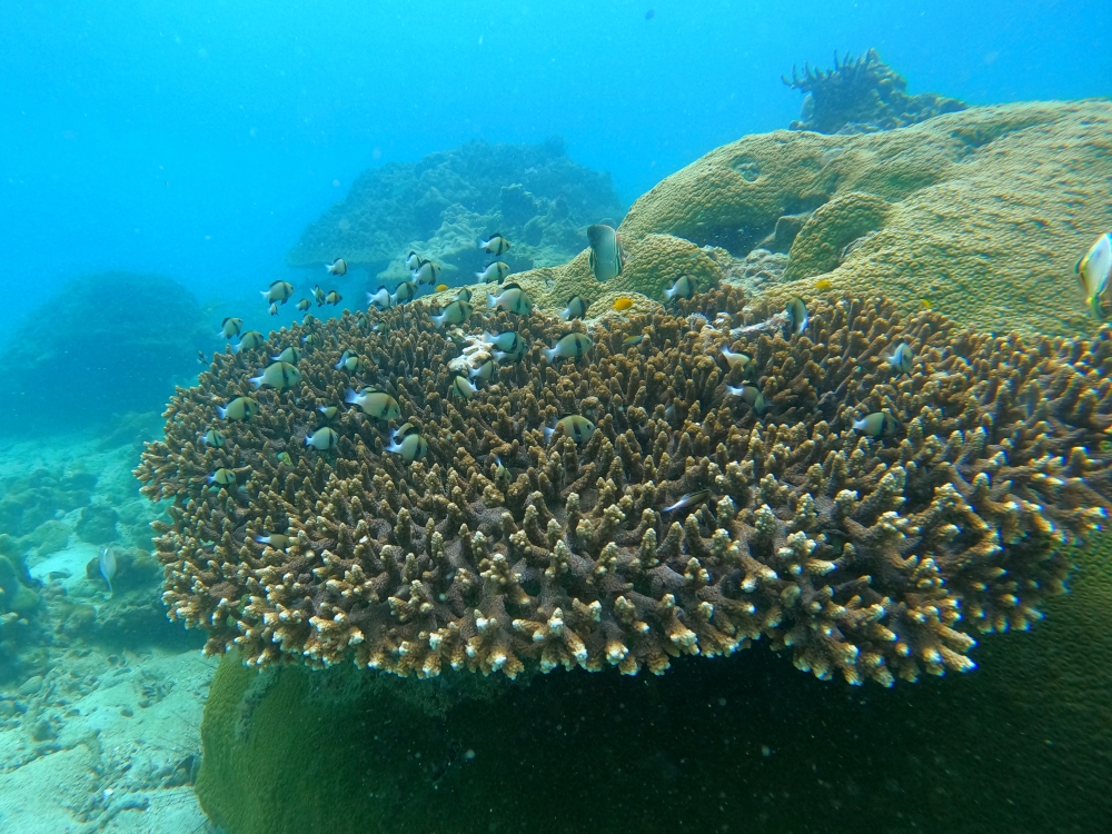 プーケットの近場離島バナナビーチでシュノーケリング