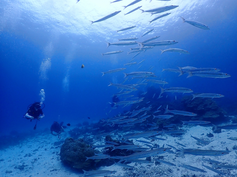プーケットのラチャノイ島でダイビング