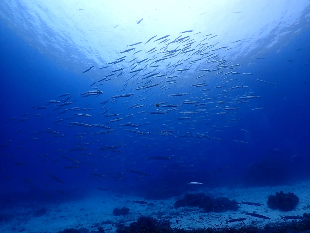 プーケットのラチャノイ島でダイビング