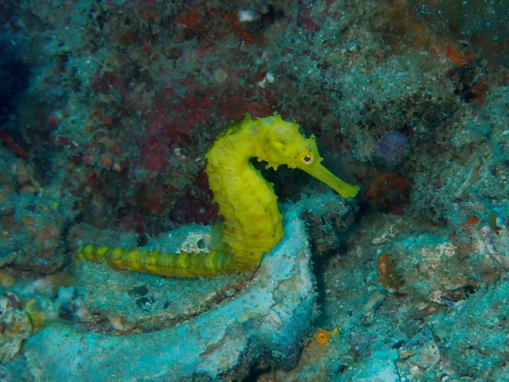 プーケットのピピ島でダイビング