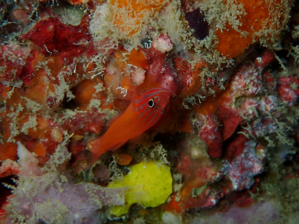 プーケットのピピ島でダイビング