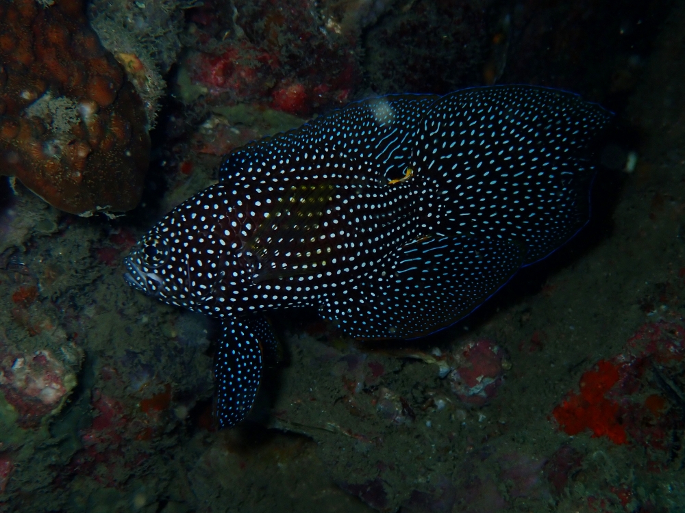 プーケットのピピ島でダイビング