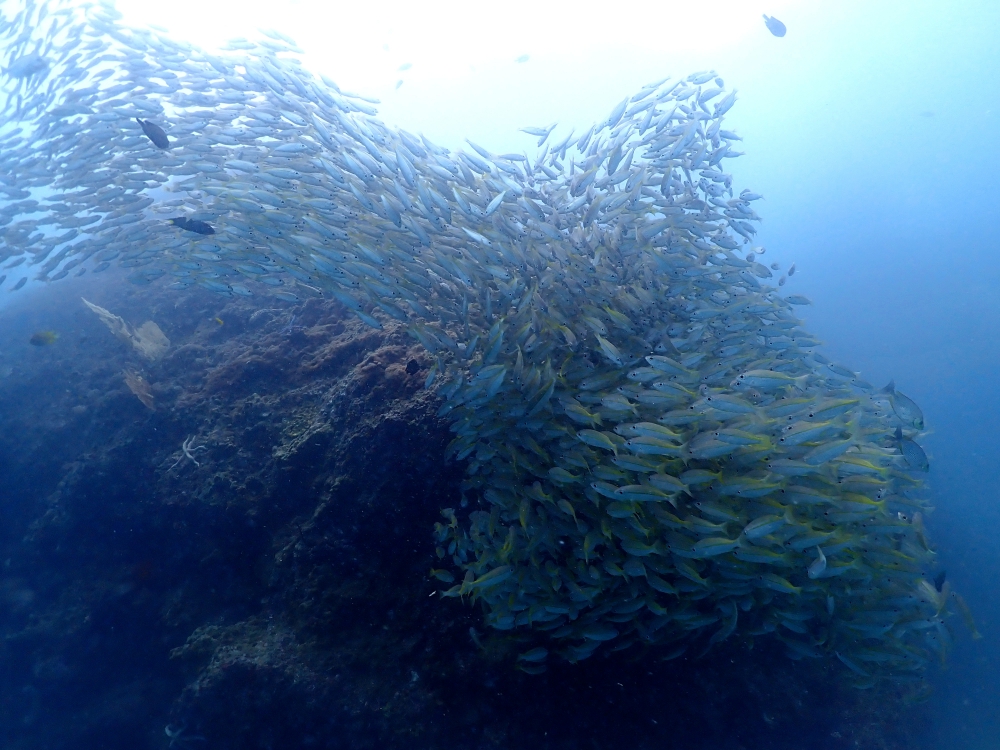 プーケットのピピ島でダイビング
