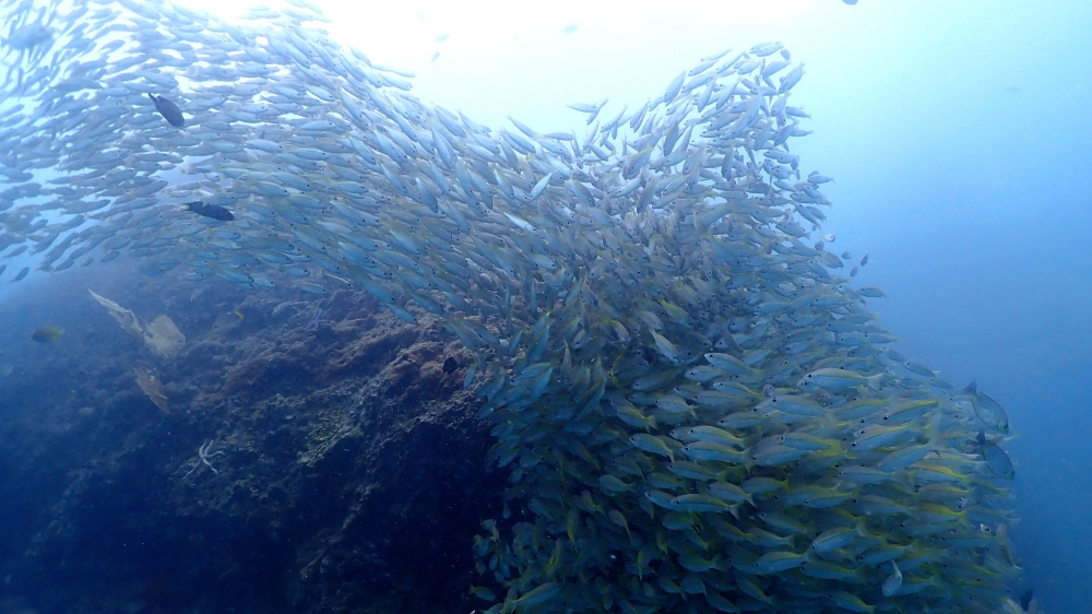 プーケットのピピ島でダイビング