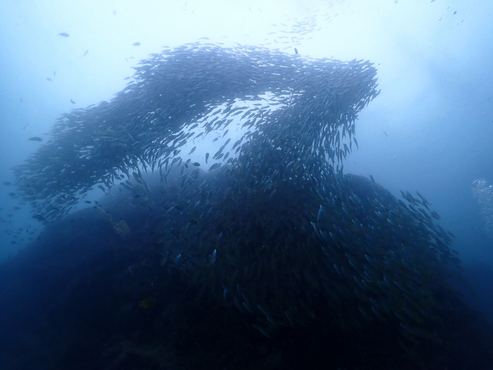 プーケットのピピ島でダイビング