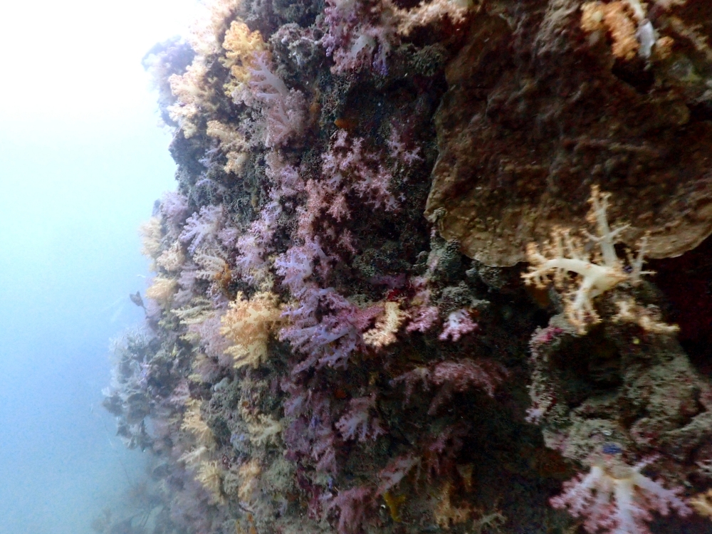プーケットのピピ島でダイビング