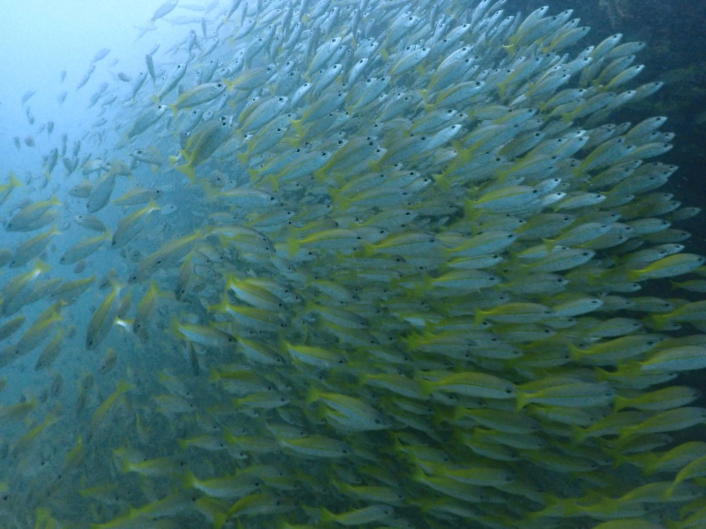 プーケットのピピ島でダイビング