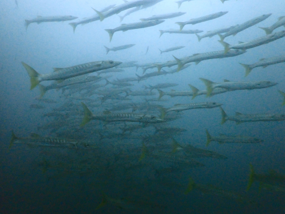 プーケットのピピ島でダイビング