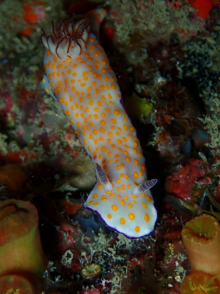 プーケットのピピ島でダイビング