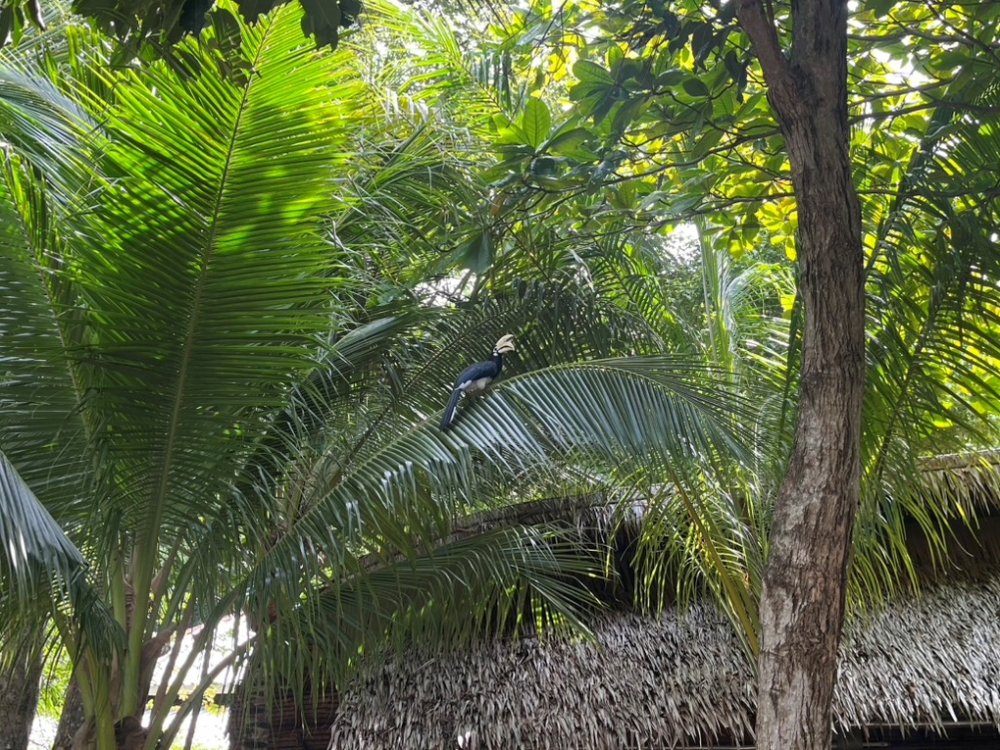 プーケットのバナナビーチでシュノーケリング