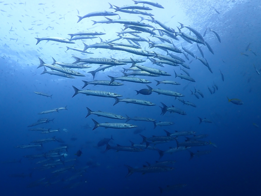 プーケットから行くシミランクルーズでダイビング