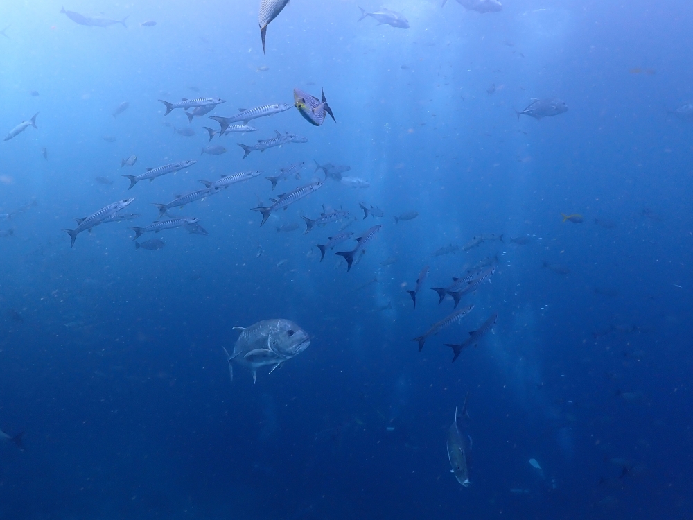 プーケットから行くシミランクルーズでダイビング