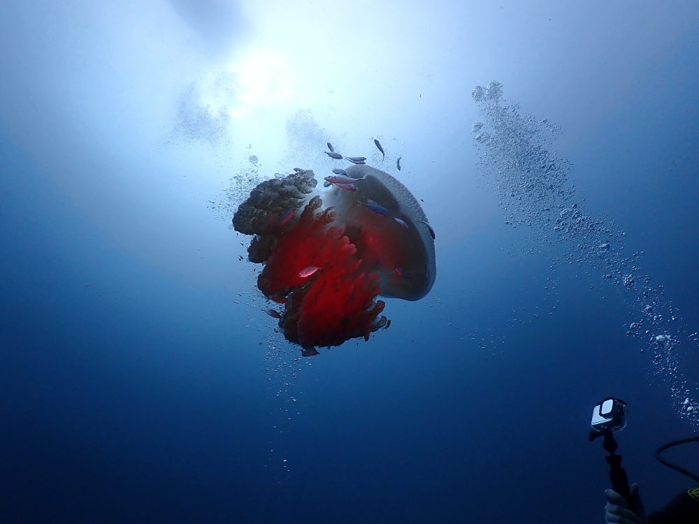 プーケットから行くシミランクルーズでダイビング