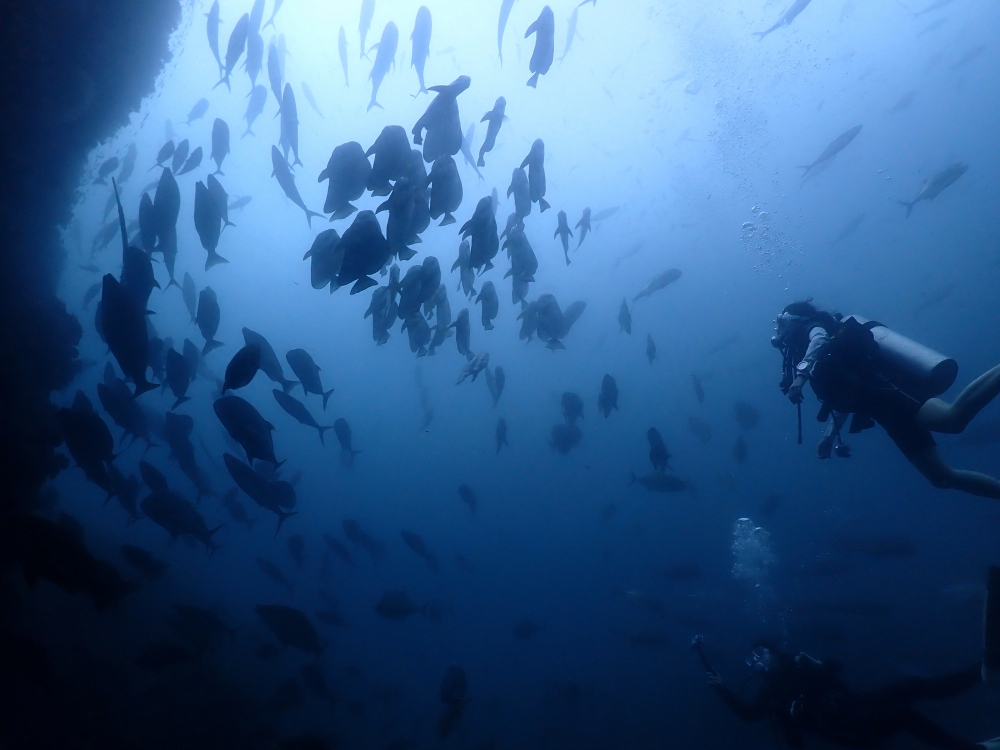 プーケットから行くシミランクルーズでダイビング