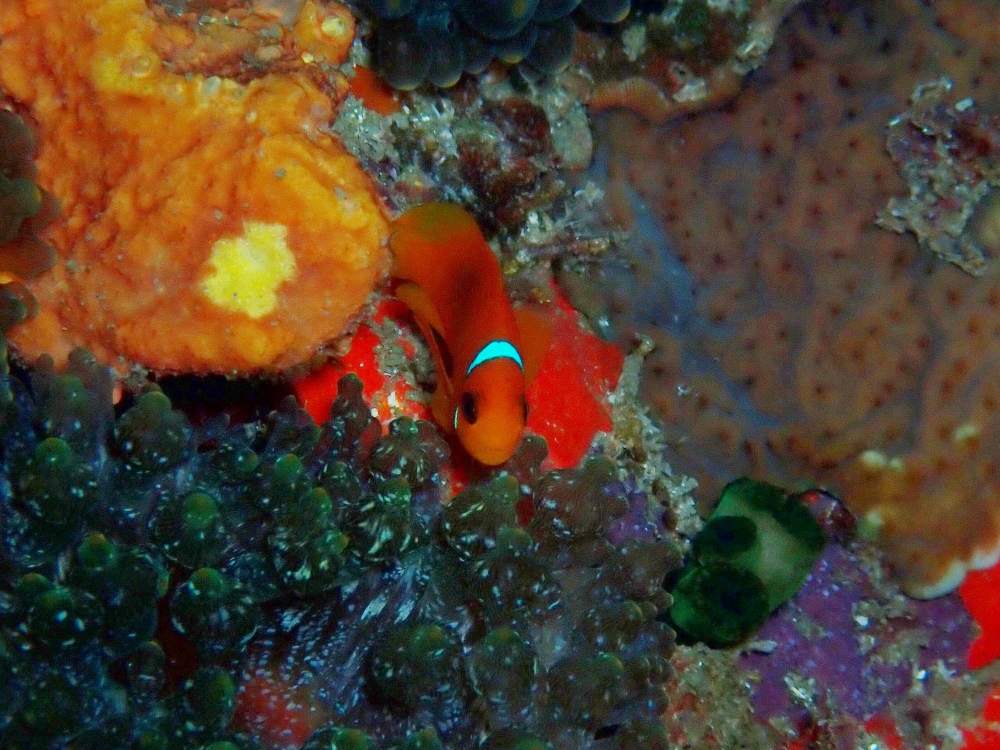 プーケットから行くシミランクルーズでダイビング