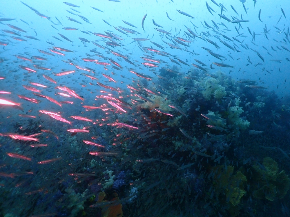 プーケットから行くシミランクルーズでダイビング