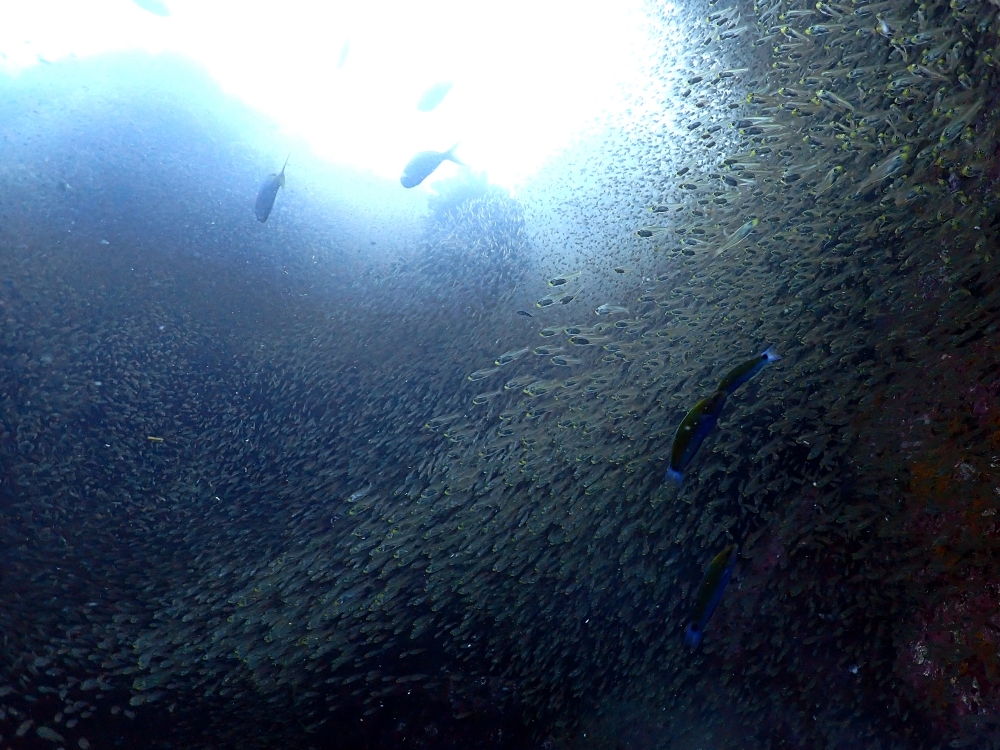 プーケットから行くシミランクルーズでダイビング