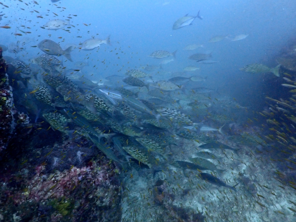 プーケットから行くシミランクルーズでダイビング