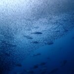 プーケットから行くシミランクルーズでダイビング