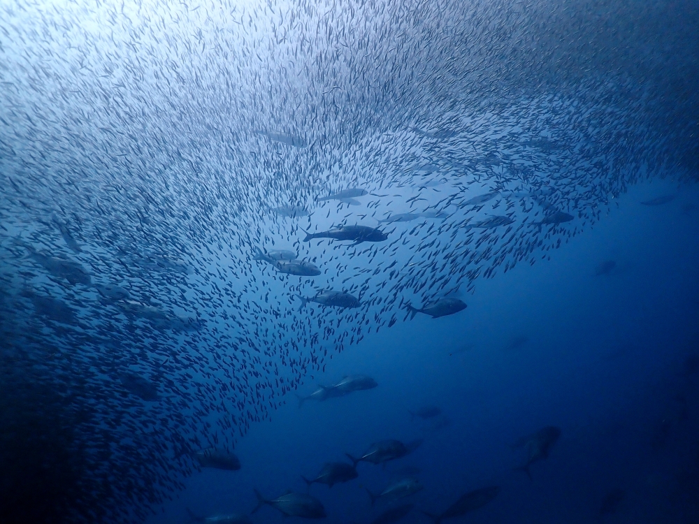 プーケットから行くシミランクルーズでダイビング