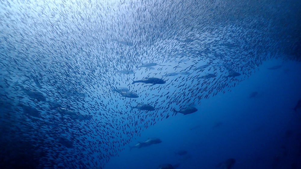 プーケットから行くシミランクルーズでダイビング