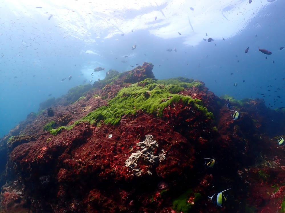プーケットから行くシミランクルーズでダイビング