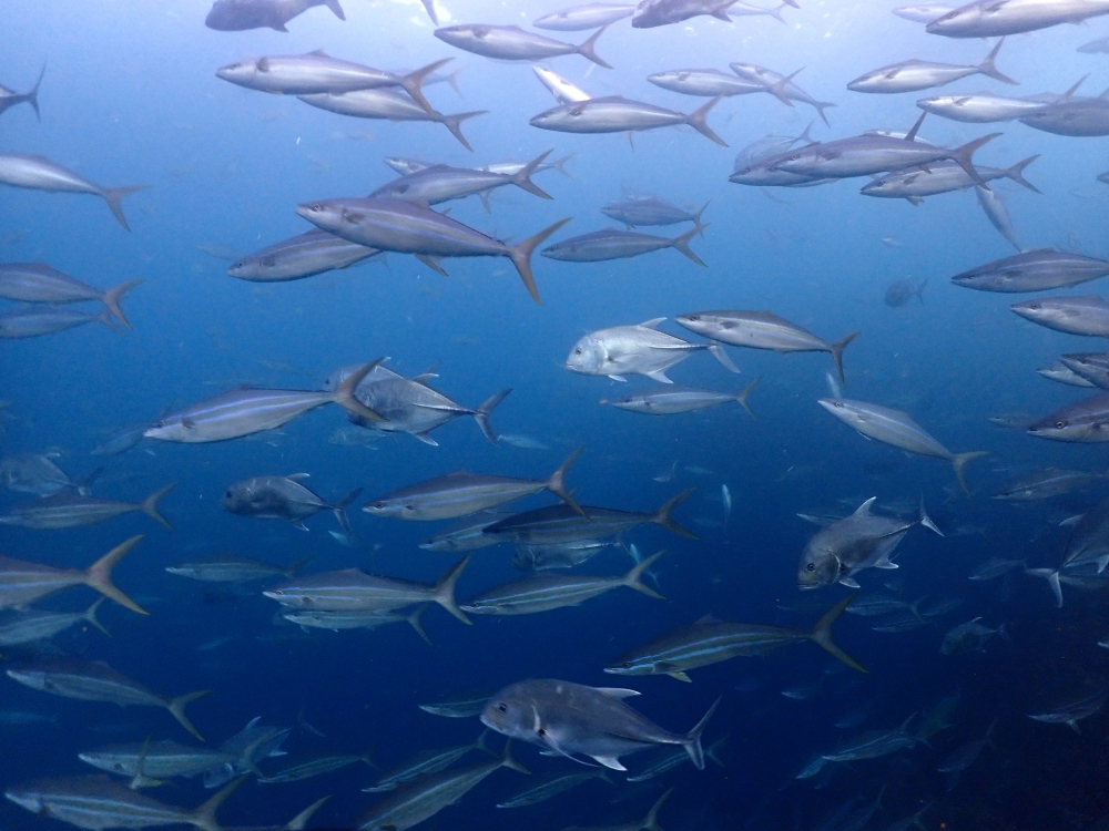 プーケットから行くシミランクルーズでダイビング