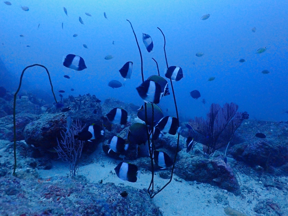 プーケットから行くシミランクルーズでダイビング