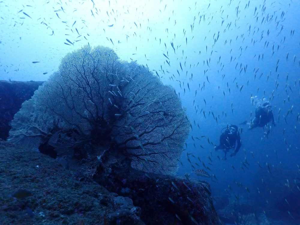プーケットから行くシミランクルーズでダイビング