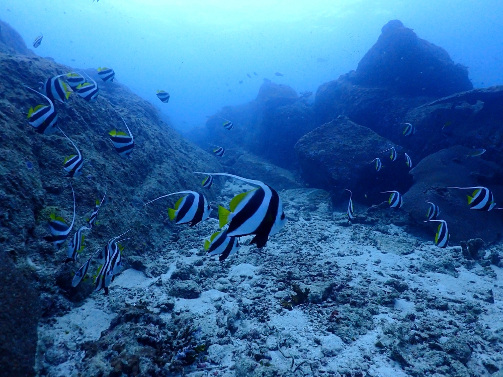 プーケットから行くシミランクルーズでダイビング