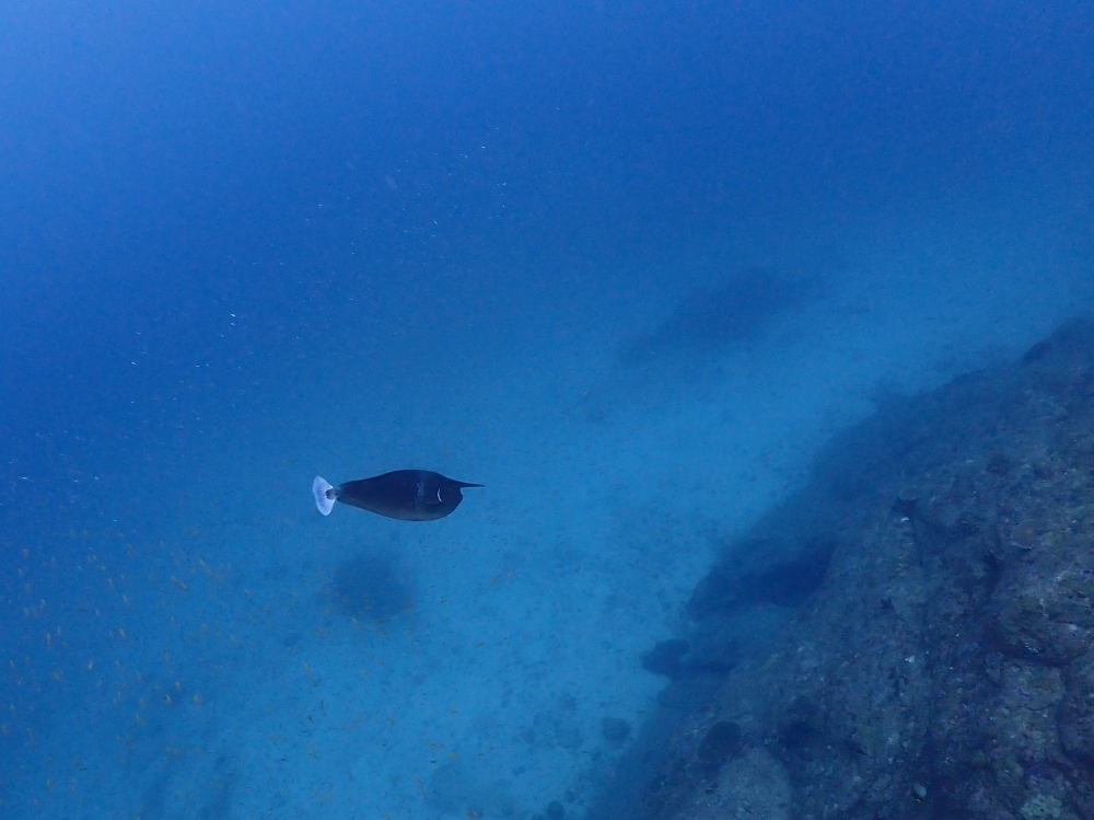 プーケットから行くシミランクルーズでダイビング