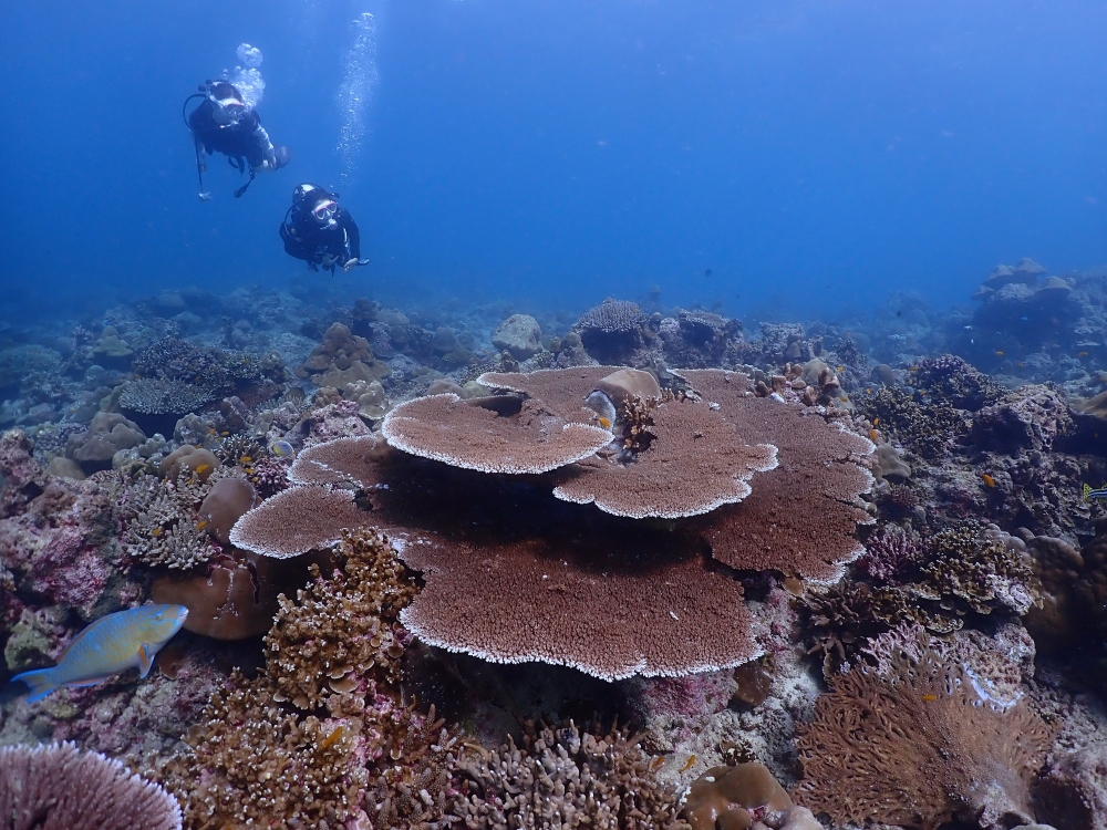 プーケットから行くシミランクルーズでダイビング