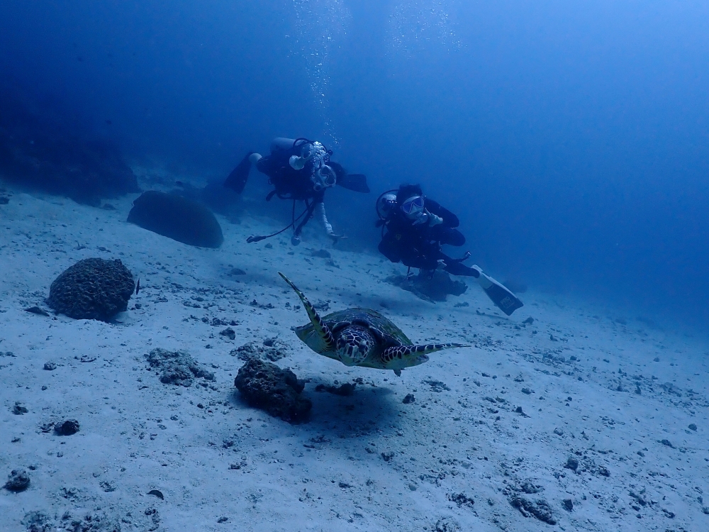 プーケットから行くシミランクルーズでダイビング