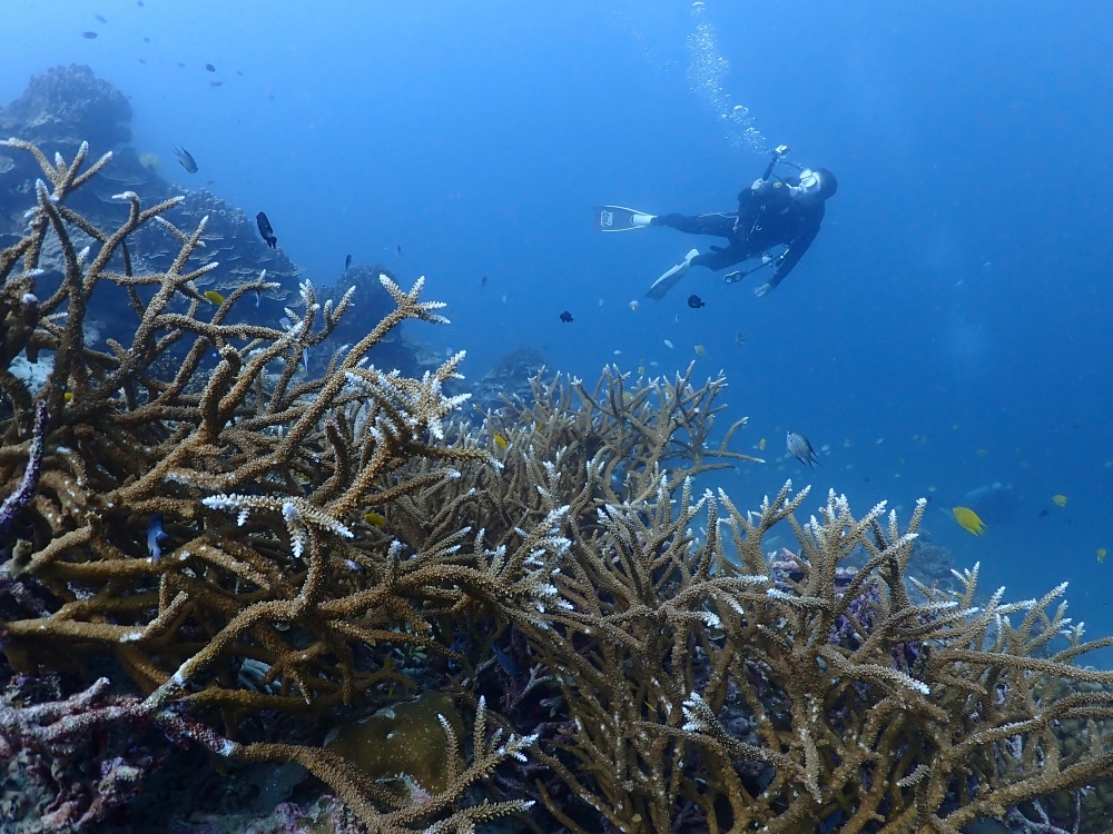 プーケットから行くシミランクルーズでダイビング