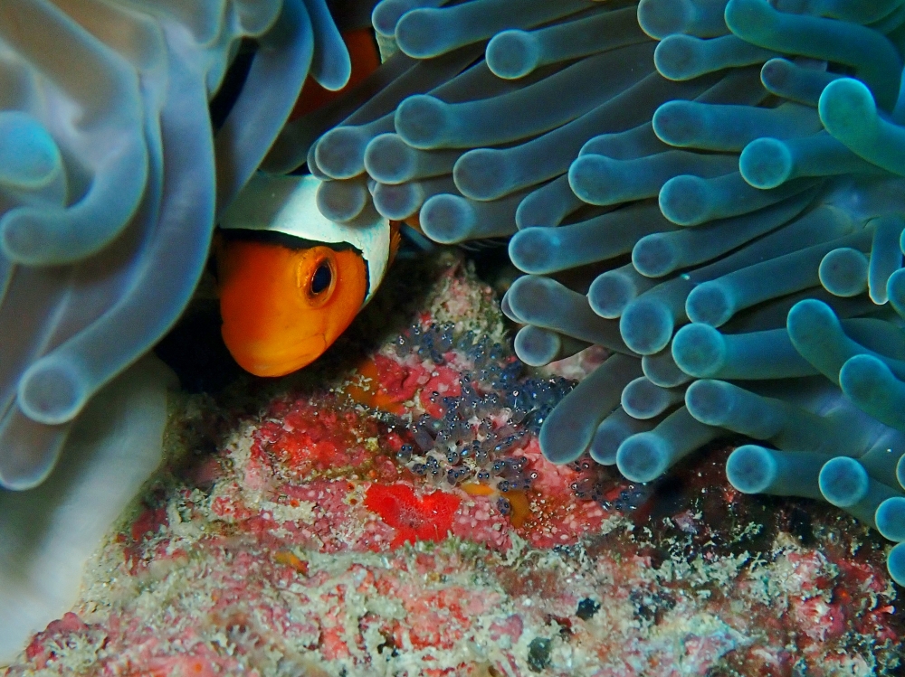 プーケットから行くシミランクルーズでダイビング