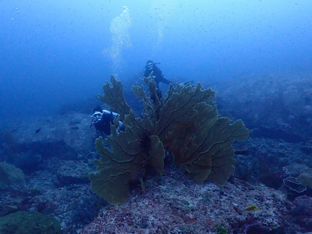 プーケットから行くシミランクルーズでダイビング
