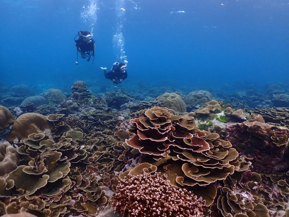 プーケットから行くシミランクルーズでダイビング