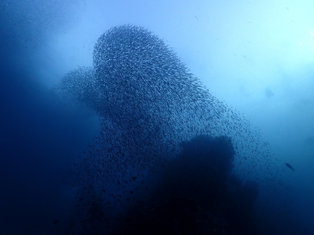 プーケットから行くシミランクルーズでダイビング