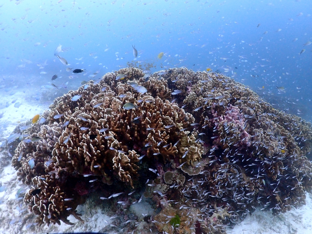 プーケットのラチャ島でダイビング
