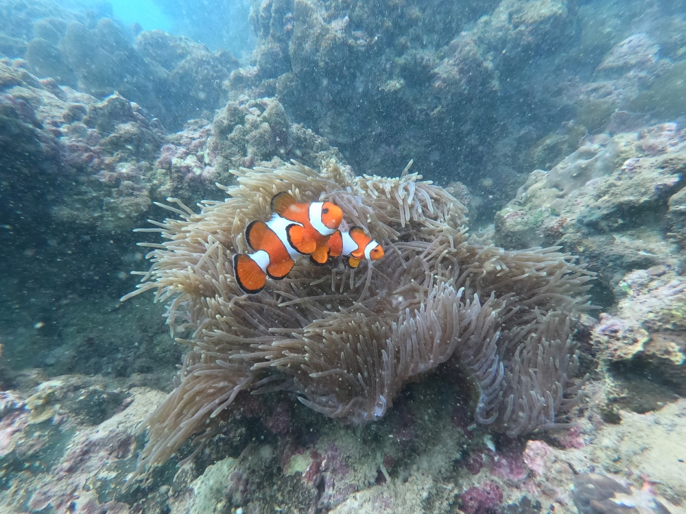 プーケットのカタビーチでシュノーケリング