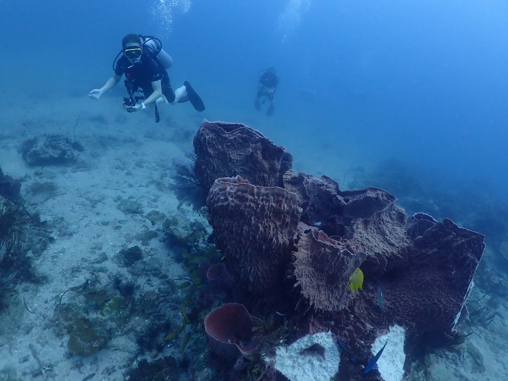 プーケットのピピ島でダイビング